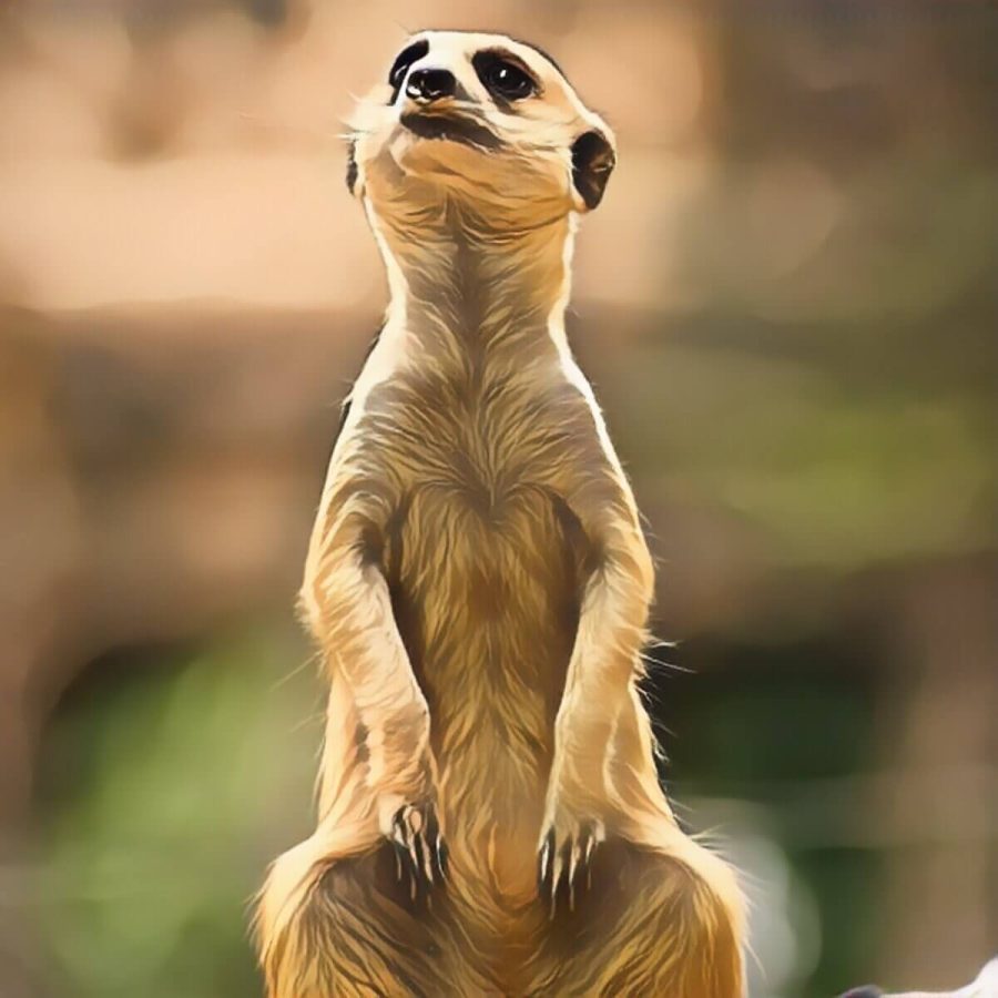Meercat