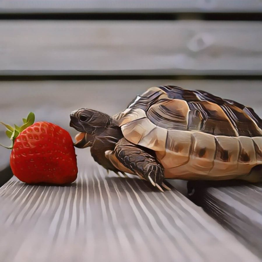 Turtle